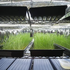 Starter Business Grow Kit (2-Month Seed Supply)