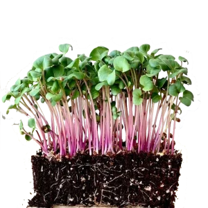 Japanese Radish