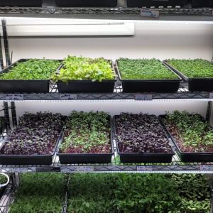Large Business Grow Kit (2-Month Seed Supply)