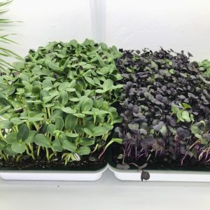 Beginner Home Grow Kit (2-Month Seed Supply)