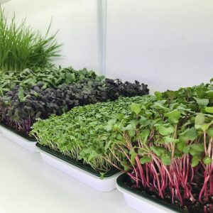 Family Home Grow Kit (2-Month Seed Supply)