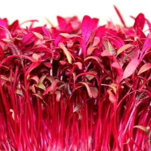 Red Amaranth